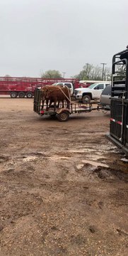 Cattle Transported With Tie Down Straps