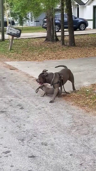 Puppy Holding Uncle's Leash