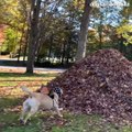 Sauts d'un chien dans des tas de feuilles : il adore !