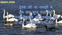 Hindi Shayari Gulzaar|Motivational Hindi Quotes|Love Shayari|Best Shayari||