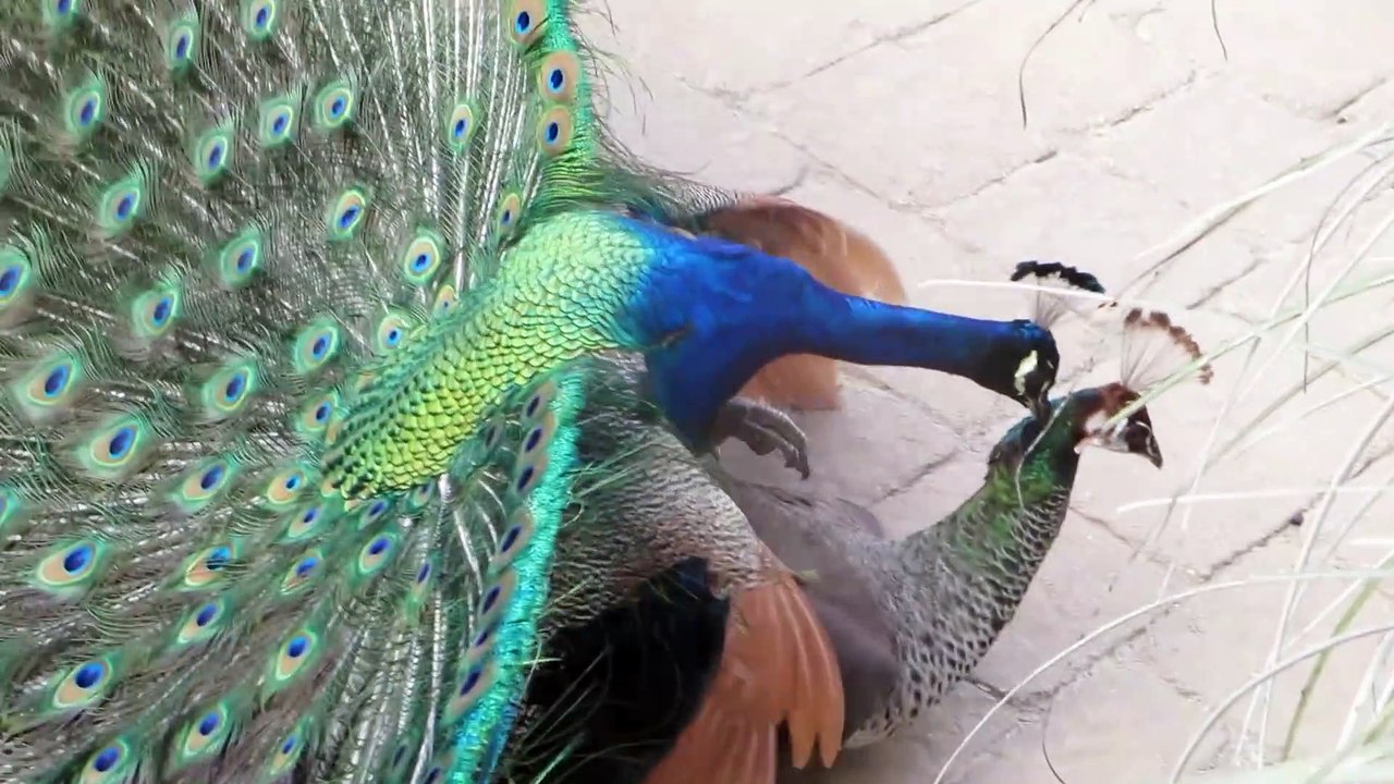 Peacock Mating