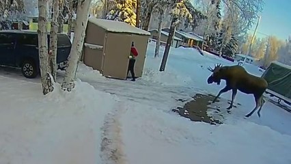 Un élan énorme rend visite à cet habitant de l'Alaska... qui se réfugie dans l'abris à poubelles