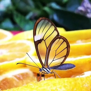 Les ailes de ce papillon sont transparentes