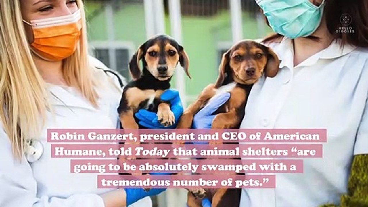 Camila Mendes, Antoni Porowski and other celebs are fostering shelter dogs amid the coronavirus pandemic