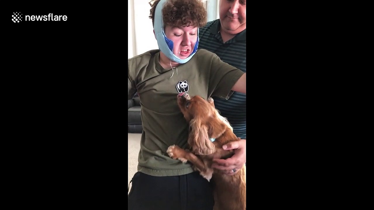 Funny moment wisdom teeth surgery causes Utah teen to think his dog is a giraffe!