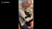 Hug me! Cat in Oregon gives owner huge hug in adorable moment