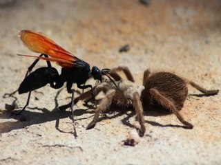 OUCH! 10 Things you need to know about the tarantula hawk wasp - ABC15 Digital