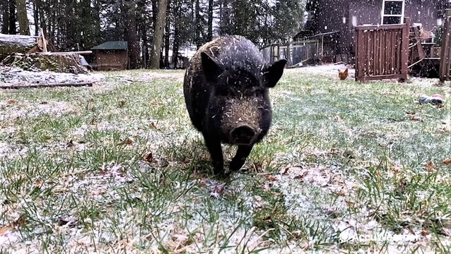 Pig and chickens enjoy fresh fallen snow