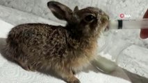 Ormanda ölmek üzereyken bulduğu yavru tavşana gözü gibi bakıyor