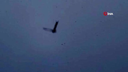 Tedavi edilen kızıl akbaba doğaya bırakıldı