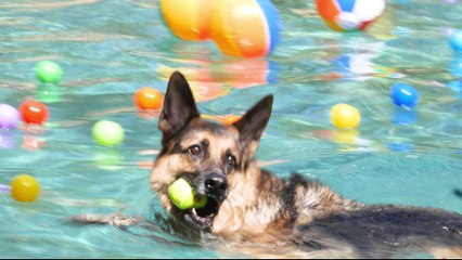 Puppies Colorado Vacation