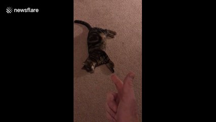 He shoots, I die! Finn the cat plays dead in Massachusetts