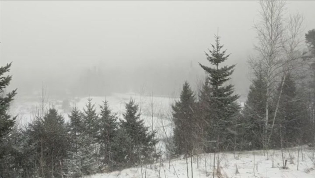 Steady snowfall on the trail
