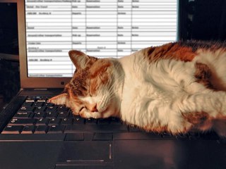 Is Your Cat Obsessed with Your Computer Keyboard?