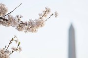 Watch the Cherry Blossoms in Real-Time at the National Mall in D.C. on the 