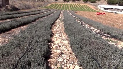 BURDUR Lisinia'da 14 milyon lavanta ve ada çayı fidesi üretildi