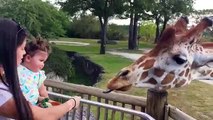 Funny Kids and Animals at the Zoo - Funny Kids Fails Vines_1JT3BIeOUS4_360p