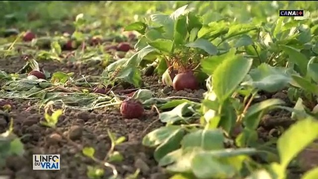 Virus - Va-t-on manquer de produits frais en France dans les prochains jours : Non, et c'est même tout le contraire on risque la surproduction !