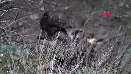 Ankara'da çuvalların içinde ölü köpekler bulundu