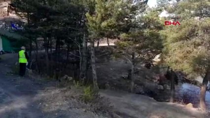 KARABÜK Islık çalarak çağırdığı tilkiyi besliyor