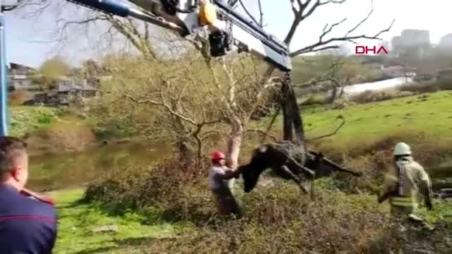 BAŞAKŞEHİR'DE ÇAMURA SAPLANAN İNEK KURTARILDI