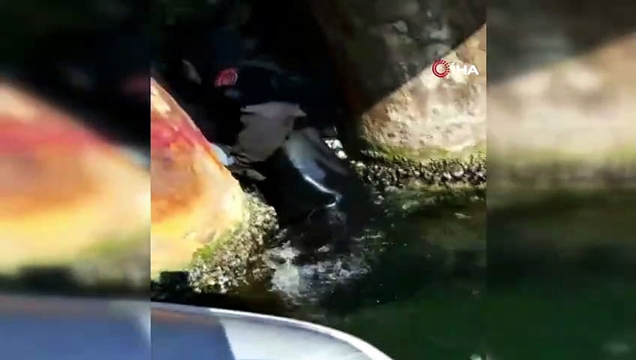 İBB ekiplerinden iskele demirlerinde mahsur kalan kediye kurtarma operasyonu