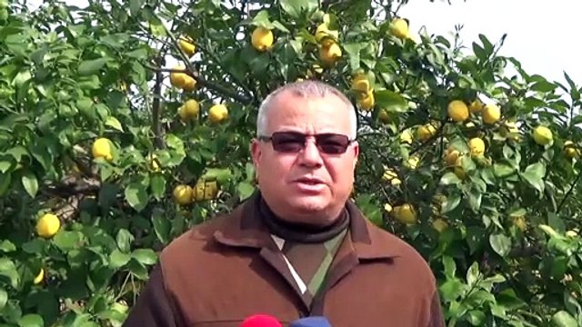 Limona talep arttı - MERSİN