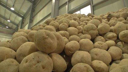 "감자합니다"...2주 만에 목표 물량 4천 톤 완판 / YTN