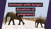 Animals with longer duration of pregnancy