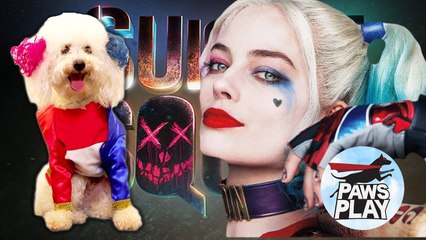 Suicide Squad- Harley Quinn - Pawsplay