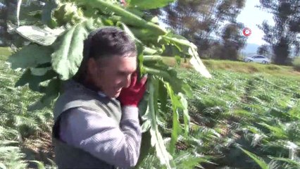 Korona virüse karşı enginar hasadı erken başladı