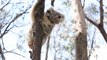 En Australie, des koalas sauvés des incendies sont relâchés dans la nature