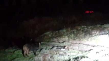 AÇ KALAN YABAN DOMUZU ARNAVUTKÖY'ÜN MERKEZİNE İNDİ