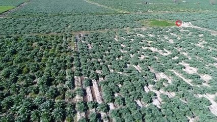 Korona virüse karşı enginar hasadı erken başladı