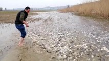Baraj sularının çekildiği tarladan balık topladılar