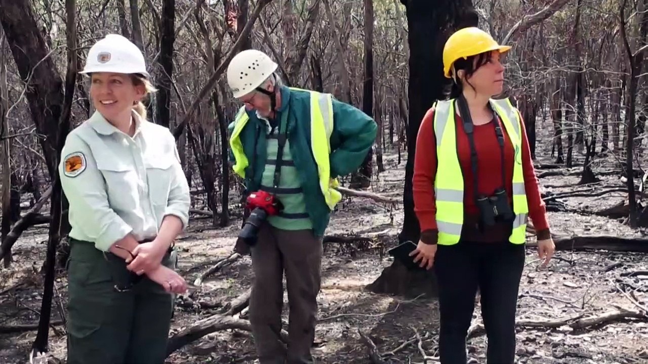Gerettete Koalas werden in die Freiheit entlassen