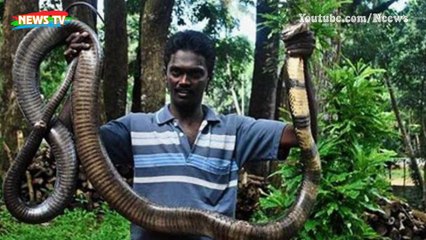 Hé lộ vùng đất của rắn hổ mang chúa khổng lồ như phim kinh dị