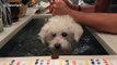 US pet owner uses sink as aerobics pool for blind dog during COVID-19 lockdown
