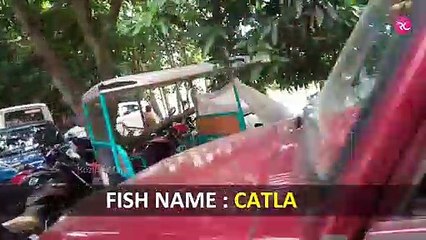 Saiful Catch Big Catla at Bhabanandopur | Rozina’s Club