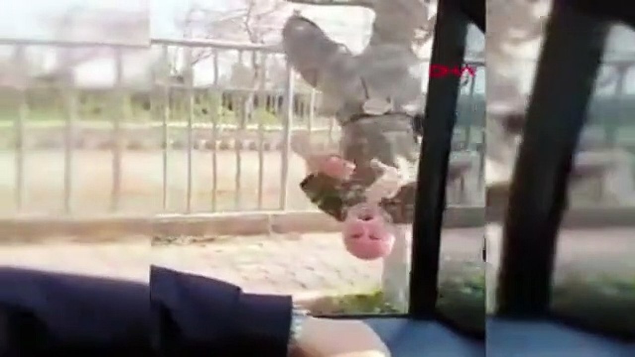 Çılgın Türk iş başında! Yaşlı adam ağaca asılıp komando marşı söyledi