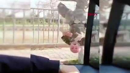 Çılgın Türk iş başında! Yaşlı adam ağaca asılıp komando marşı söyledi