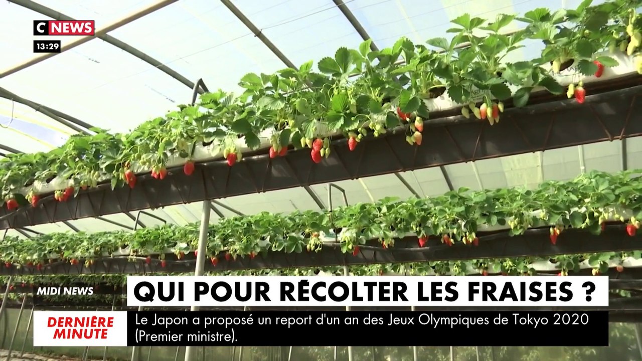 Carpentras : le cri du coeur des producteurs de fraises