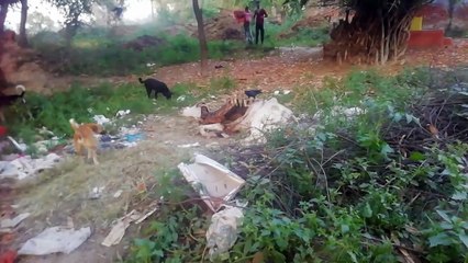 कानपुरः योगी सरकार में गौ माताओ की जीवन जीना हुआ दुश्वार