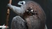Rare Twin Baby Lemurs Born At UK Zoo