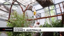 Australien: Vor Feuer gerettete Koalas wieder freigelassen
