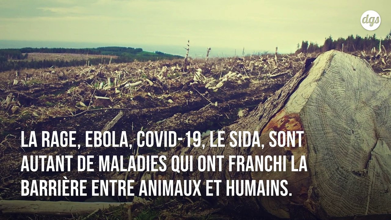 En détruisant la biodiversité, l'Homme favorise l'apparition de nouvelles épidémie comme le COVID-19