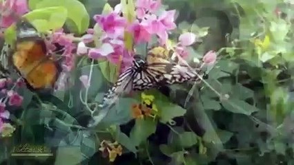 Весна на Заречной улице. Bolereando