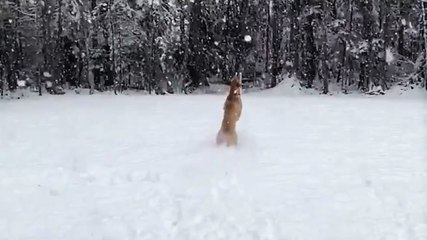 Nobody is happier about the snow than this dog