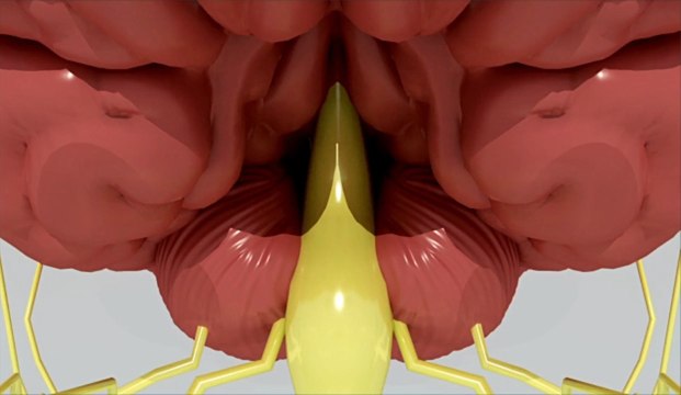 Le covid-19 pourrait affecter le système nerveux central