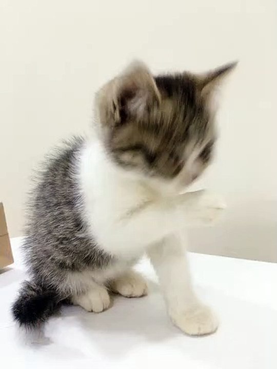 New friend come today.  Her name is 'Rain'